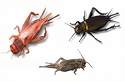 Image:Crickets.jpg