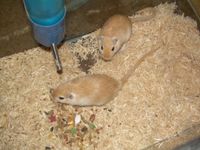 Al and Aaron-spencer-sonny (gerbils)