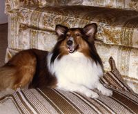 Regal Rebel