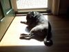 Sundogger Stella Jones