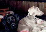 Loki and Greta in the early years. They are missed!