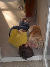 Sundogging—Why Ginger is no longer considered a “foster dog”