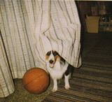 Silly Shadow in the basement of the Oak Ridge house—ready to play, no doubt.