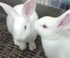 Bunnies—not the shooting kind.